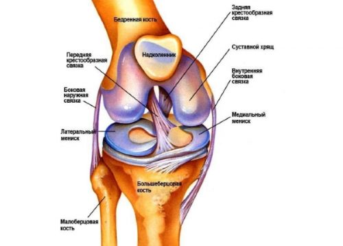 Анатомия коленного сустава
