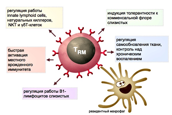 Функции Т-лимфоцитов