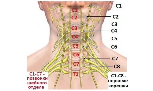 Нервные корешки шейного отдела позвоночника