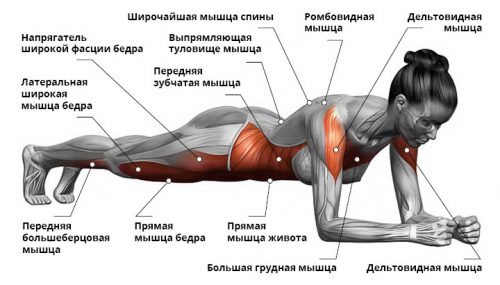 Работающие мышцы при выполнении планки