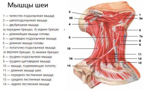 Строение мышц шеи