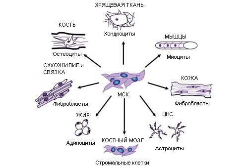 Типы стволовых клеток