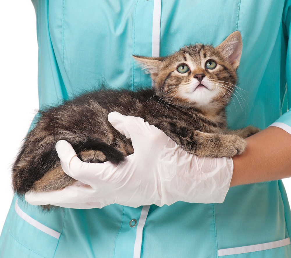 Может ли кот заразиться от человека гриппом