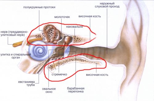 Схема уха