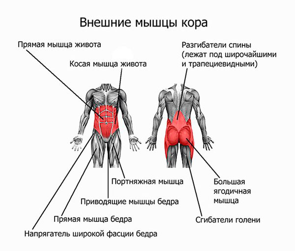 Мышцы кора