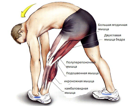 Мышцы ног, подверженные воспалению
