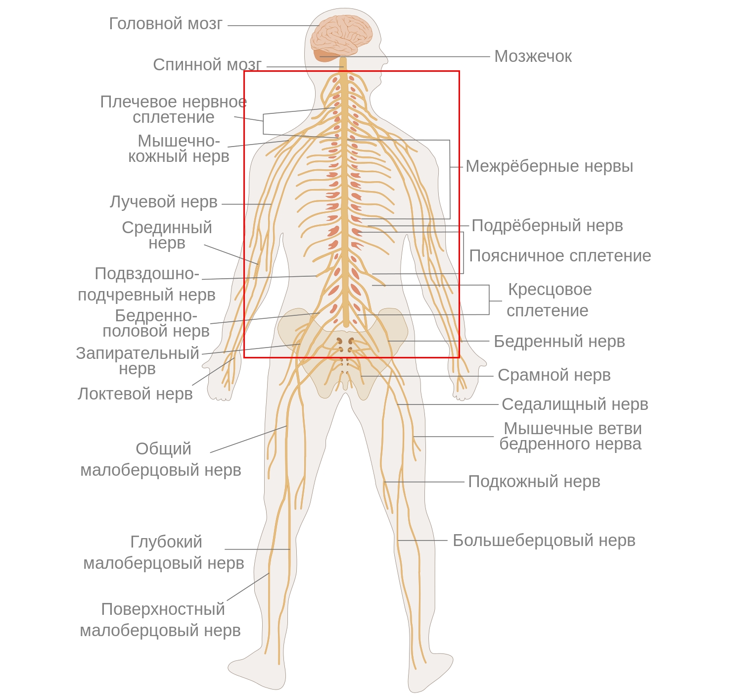 Крупные нервы спины и организма в целом
