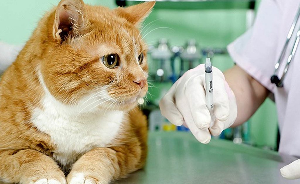 Может ли кот заразиться от человека гриппом