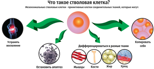 Применение стволовых клеток