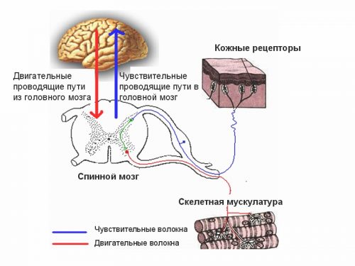 Проводимость нервных и двигательных волокон