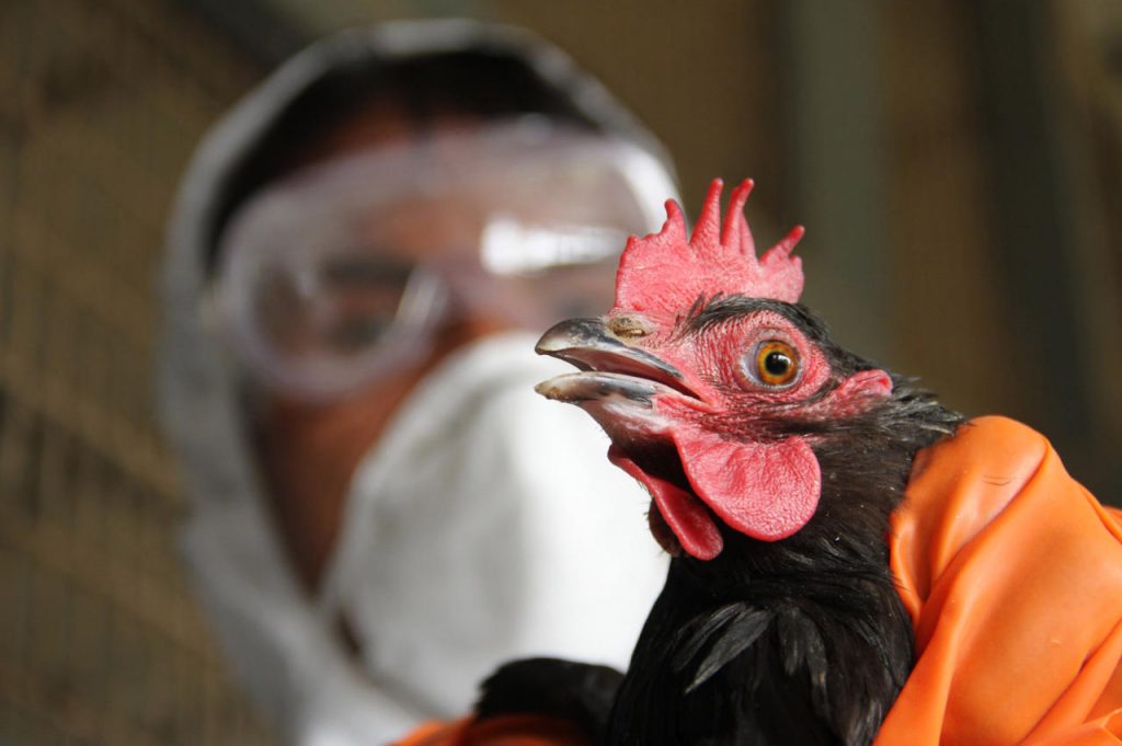 Смертельный контакт: птичий грипп в Америке