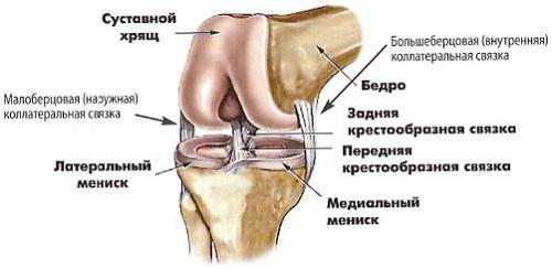 Связки коленного сустава