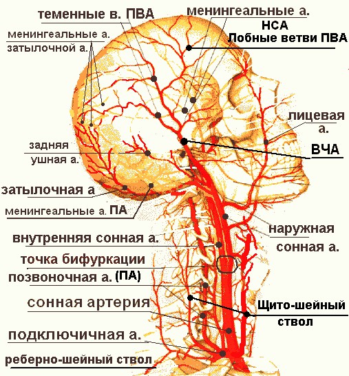 Артерии шеи и головы