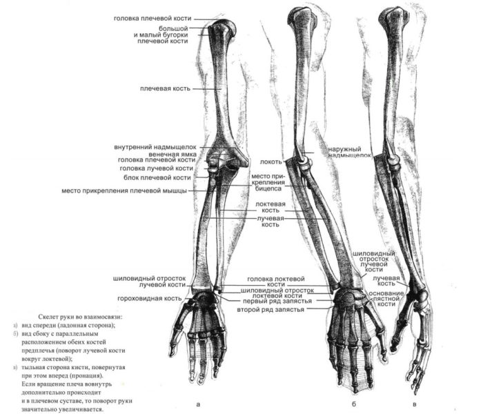 Строение костей рук