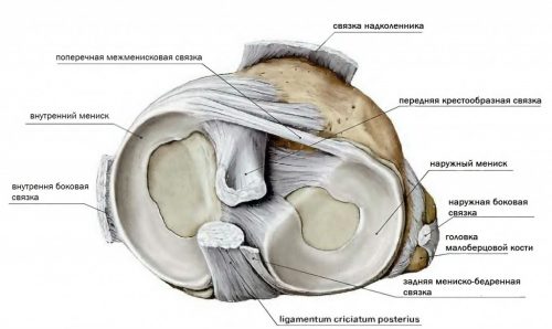 Строение мениска колена