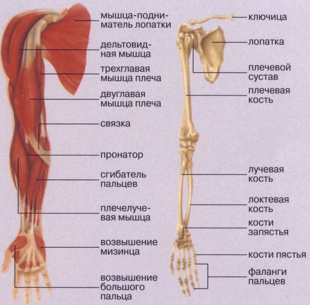 Анатомическое строение руки 