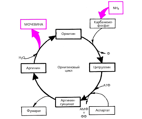 Участие цитруллина в орнитиновом цикле